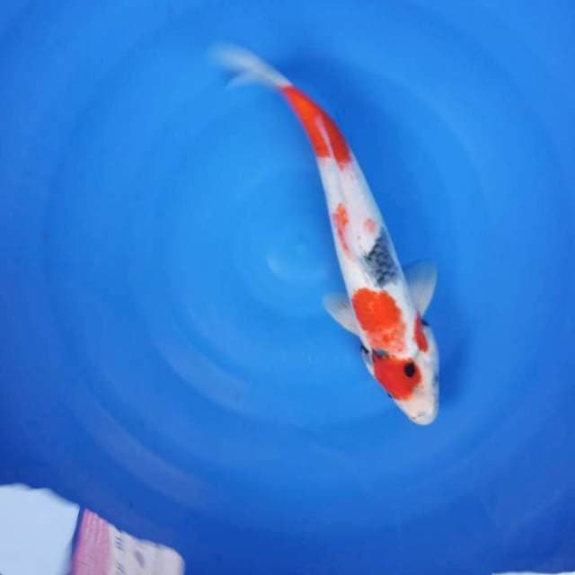 Showa 37