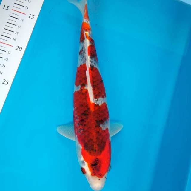Gosiki 28cm