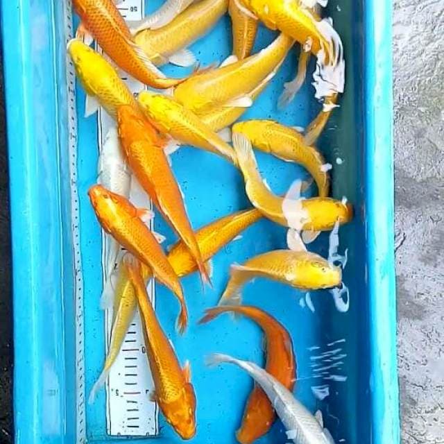 10 ekr yamabuki, Orenji 21cm-24cm