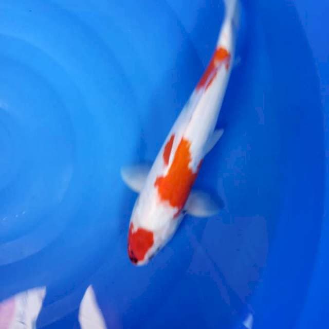 36 cm