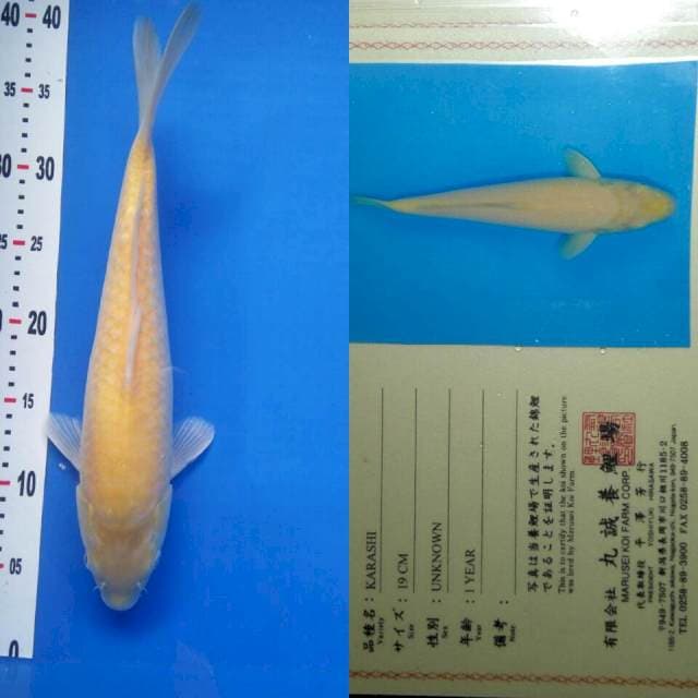 Karashi import marusei ( RED EYE )