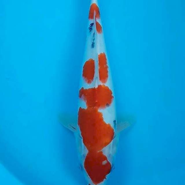 Sanke 27 cm