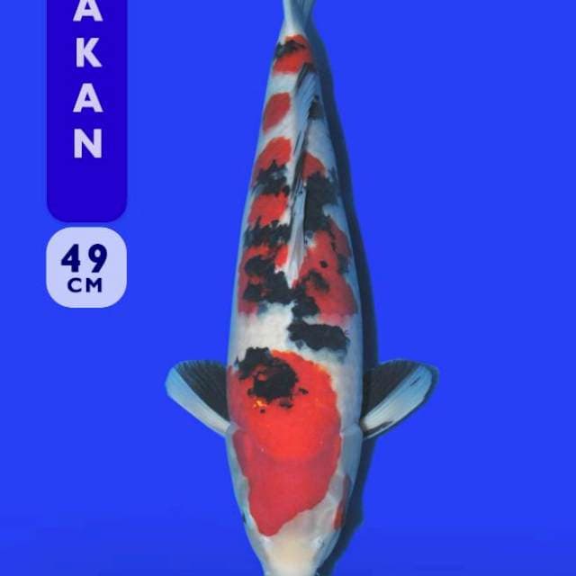 Sanke (Odakan) 49cm. Import dan Sertifikat