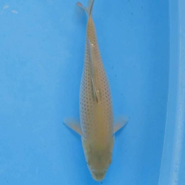 Chagoi ijo 25 cm