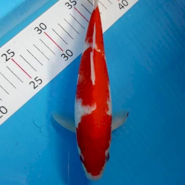 Kohaku