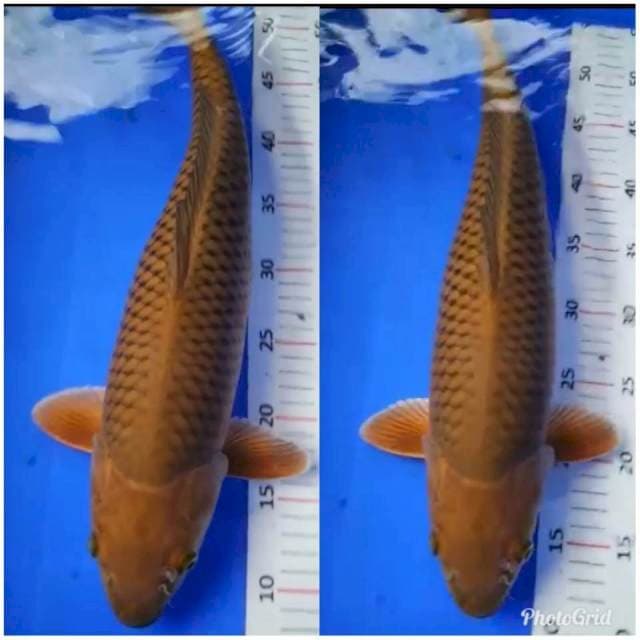JUMBO PUNUK