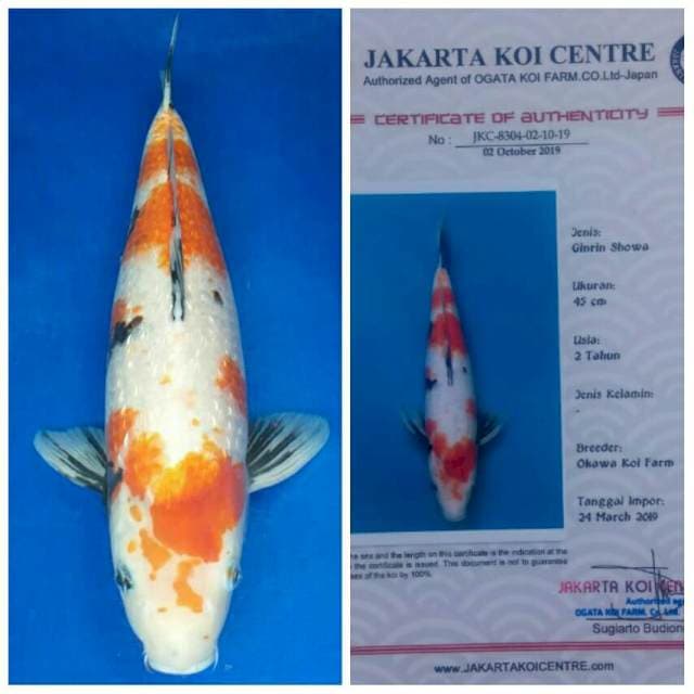 Okawa Jumbo Female Kindai Showa Ginrin