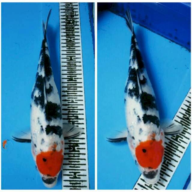 Tancho Showa female 37cm