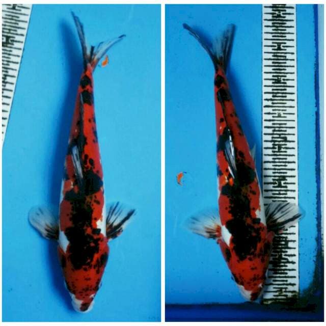 Sanke doitshu jantan 40cm