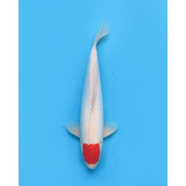 Tancho Kohaku Good Skin , 38cm