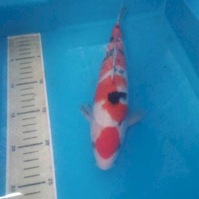 Sanke 27 cm