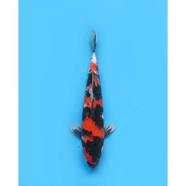 Hi Showa Strong , 38cm - Male