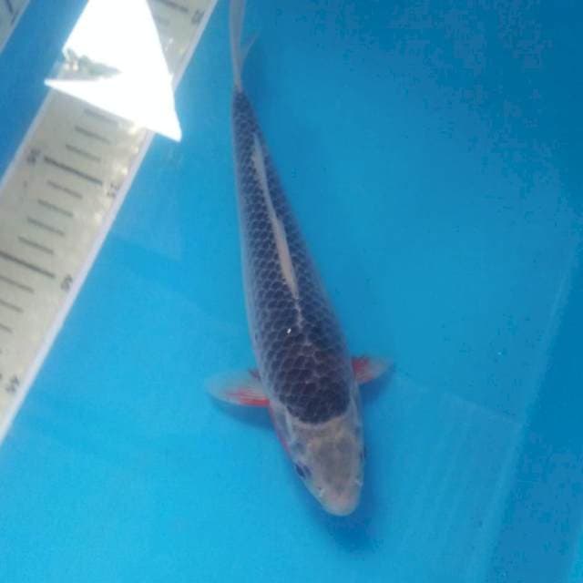 Asagi 24 cm