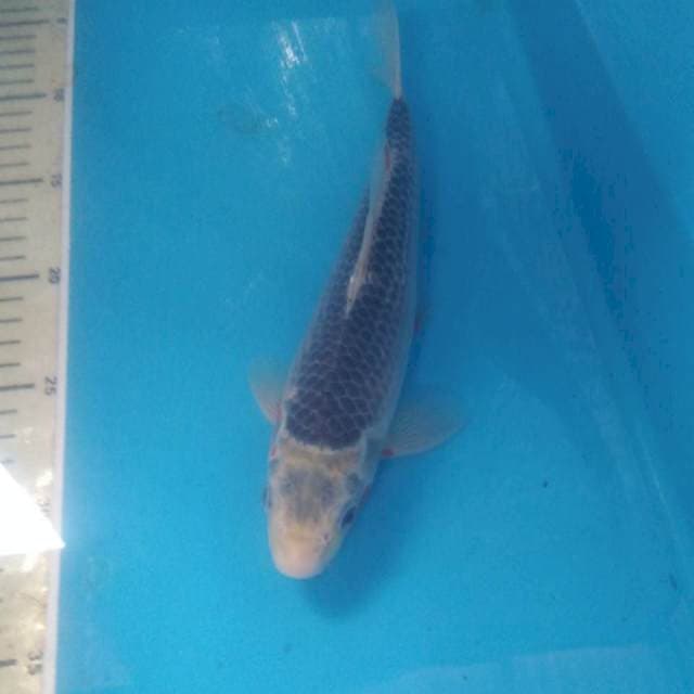 Asagi 25 cm