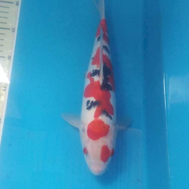 Sanke Doitsu 31 cm