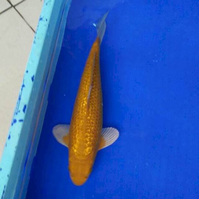 Motoguro midorigoi 35cm