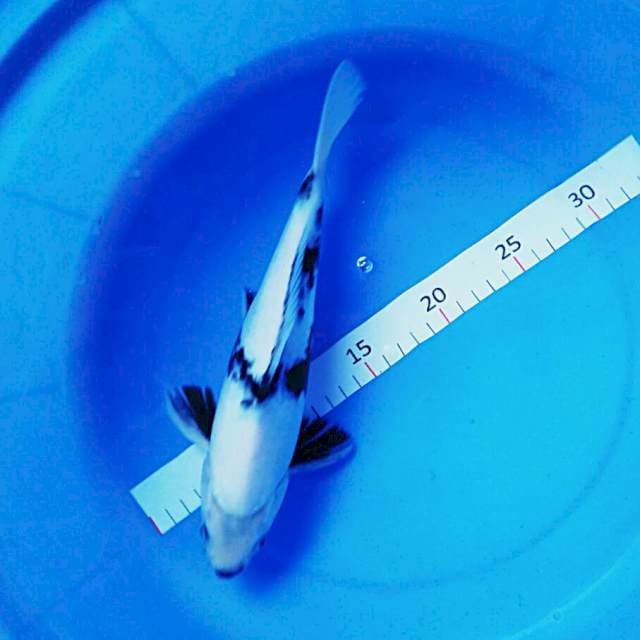 Shiro calon 27cm male