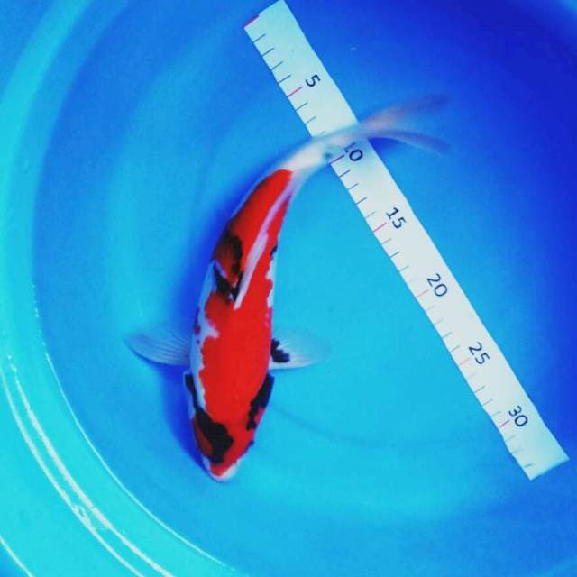 Showa jreng male 28cm