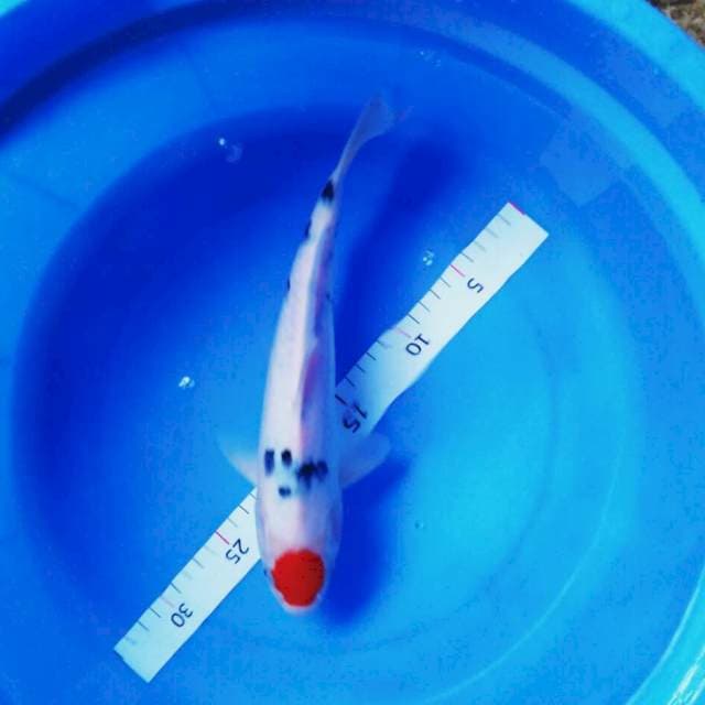 Tancho sanke ori 28cm male