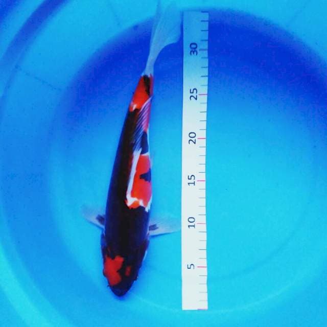 Showa doit murni 31cm