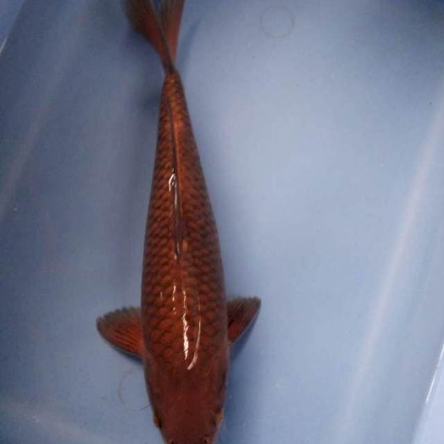chagoi