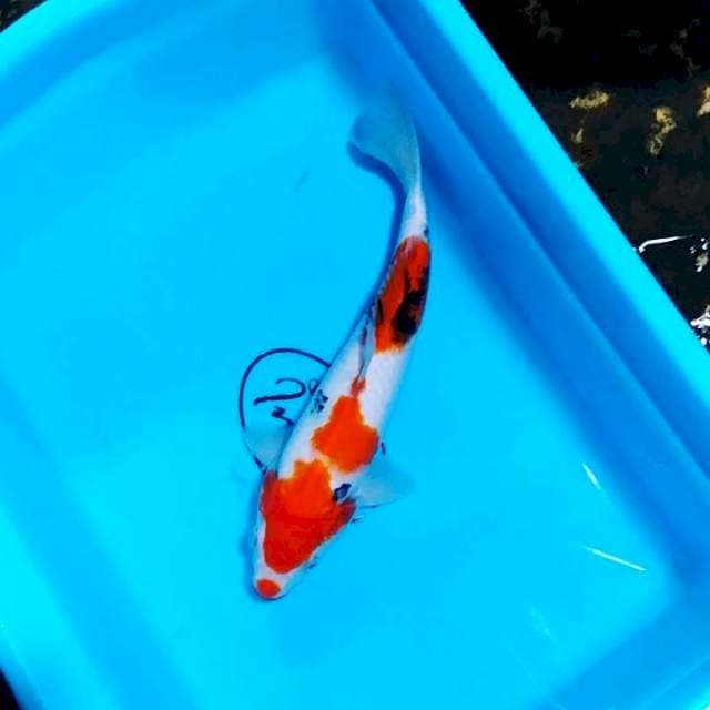 Sanke 26 cm