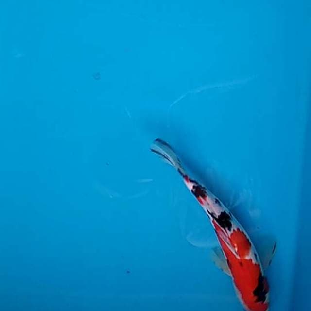 SHOWA TATEGOI