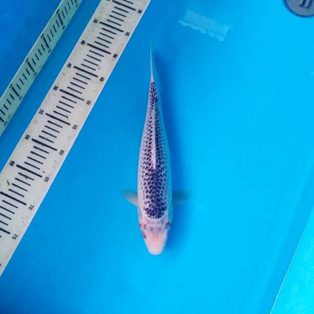 Asagi mening 35cm