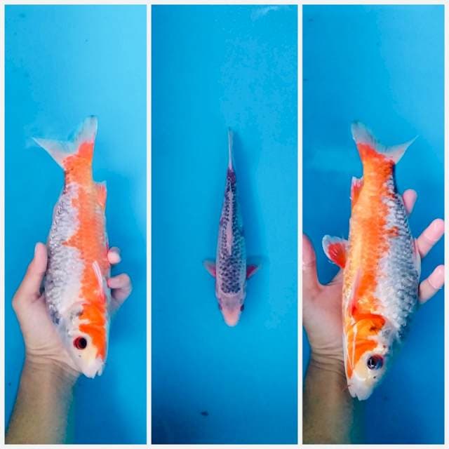 Asagii local 27cm