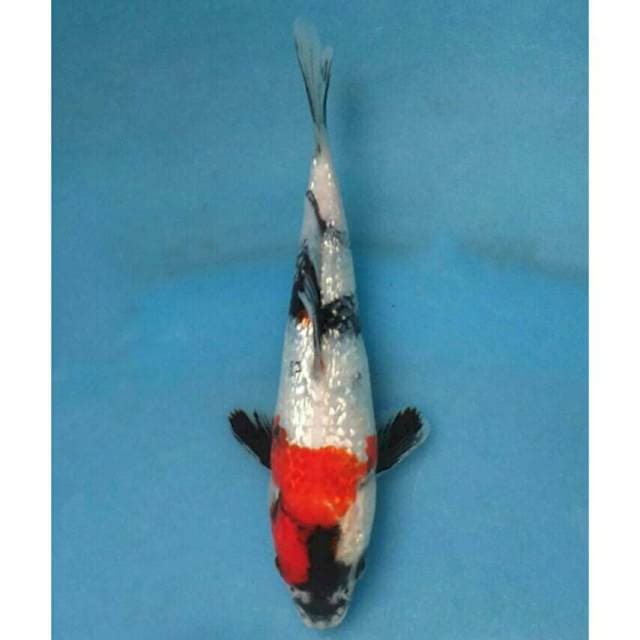 Kindai Showa Ginrin Import non Serti...