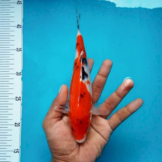 4. Sanke Mantap || 26 cm