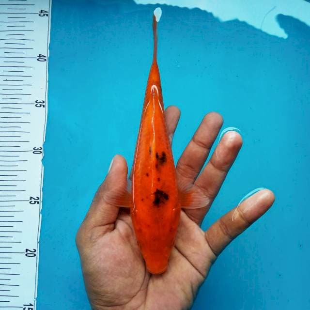 6. Aka Bekko || 26 cm