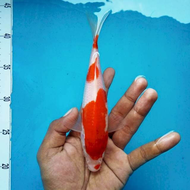 7. Kohaku 3 step || 23 cm