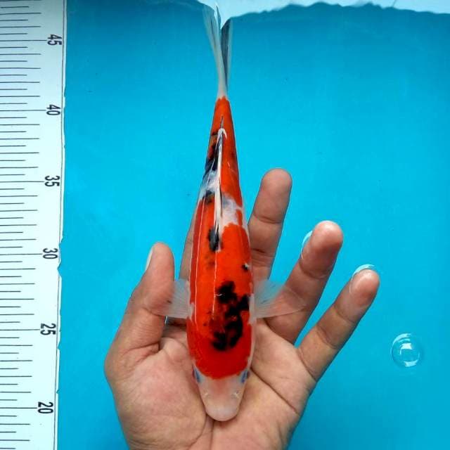 9. Sanke Doitsu || 26 cm