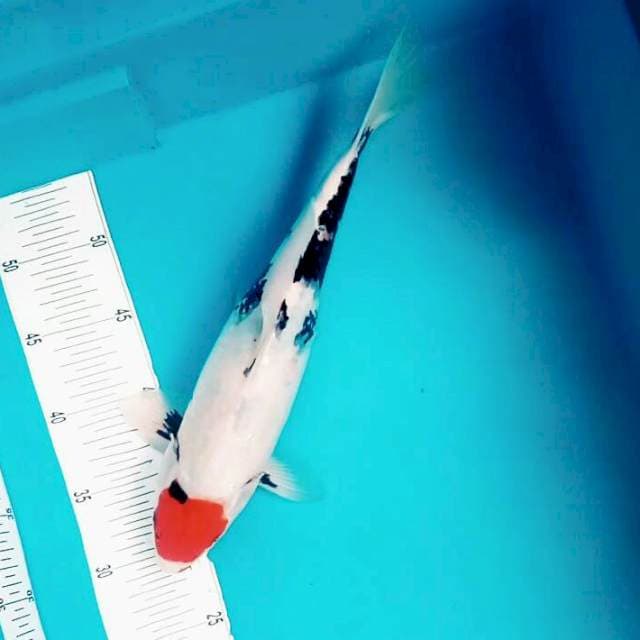 Tancho tategoi*35cm