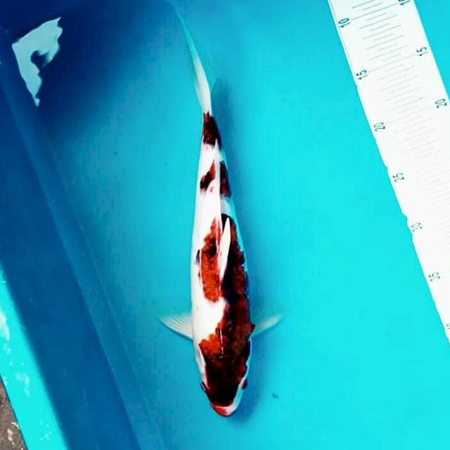 Anggur*37cm