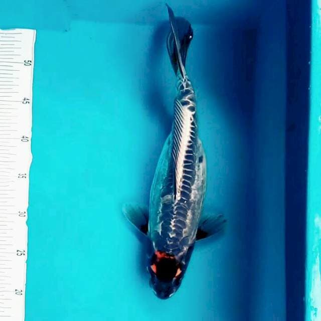 Kiko*35cm