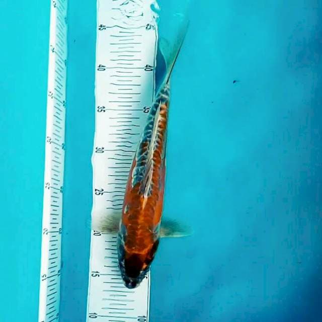 Kiko*30cm
