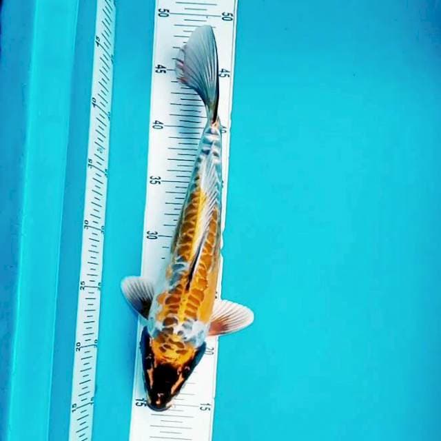 Kiko*34cm
