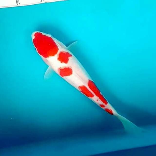 Marudoit*34cm