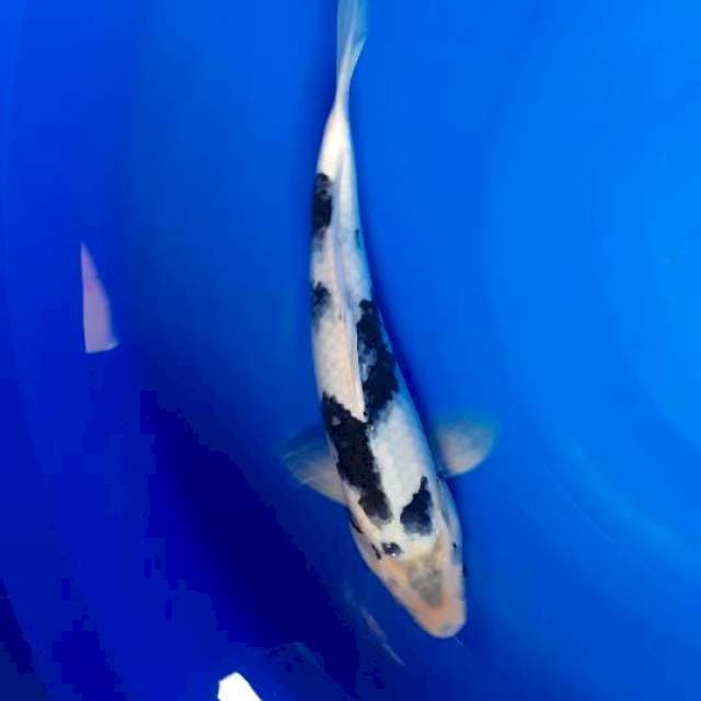 Shiro