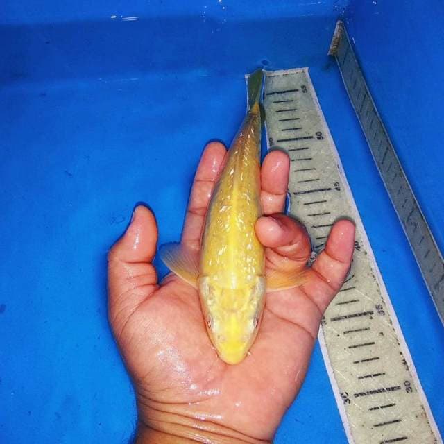 Mata merah karashi ginrin