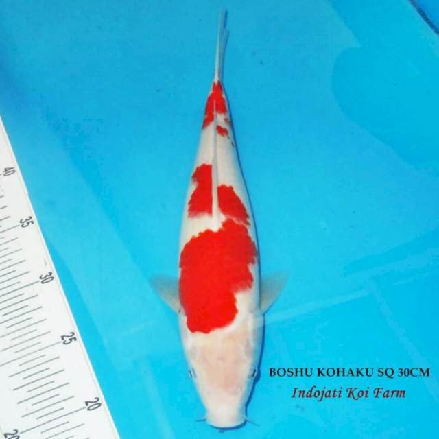 Boshu Kohaku HQ 30cm
