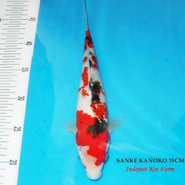 Sanke kanoko 35cm