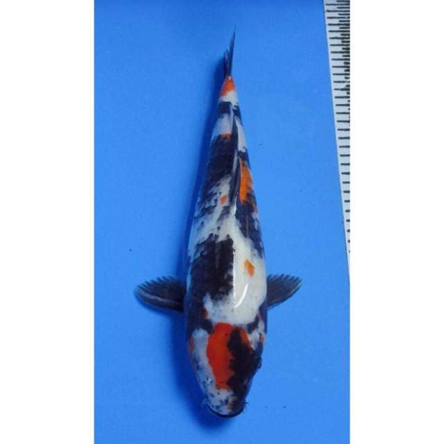 MARUTEN SHOWA 39CM