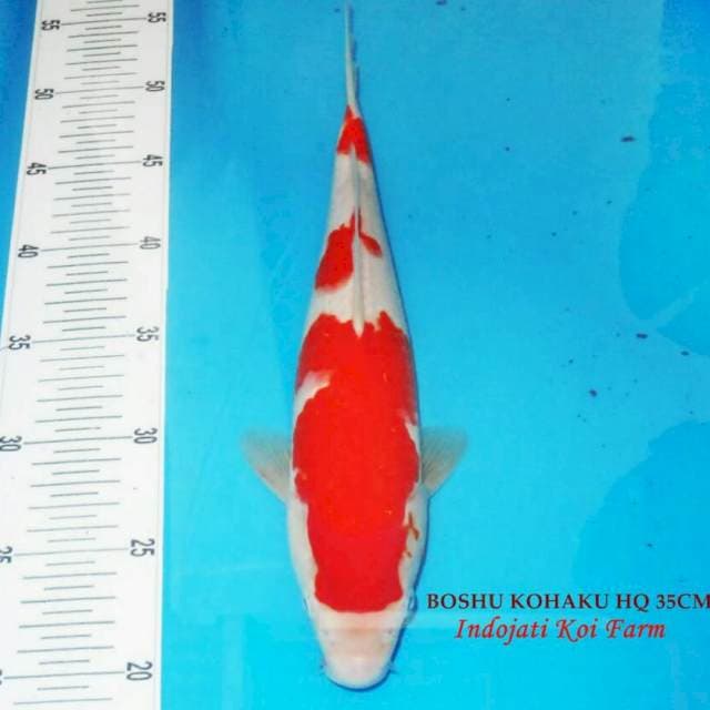Boshu Kohaku HQ 35cm