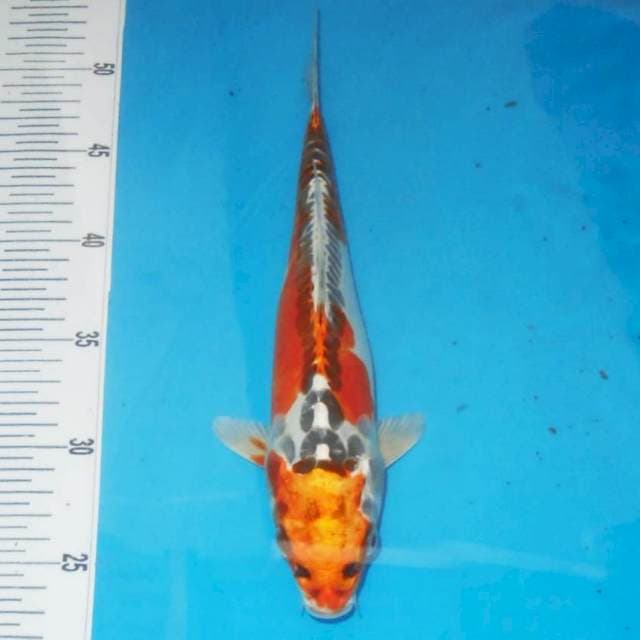 Gosiki 35 cm