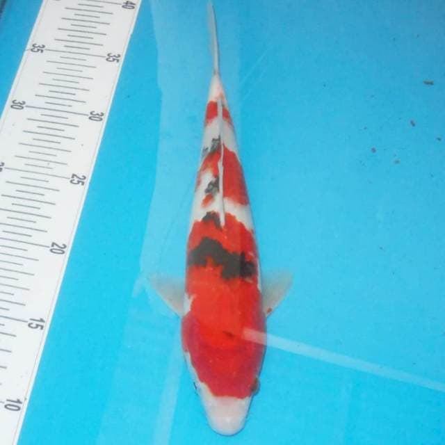 Sanke sQ 30 cm