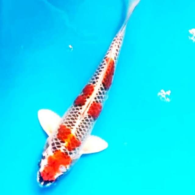 Kujaku jaring istimewa 28cm