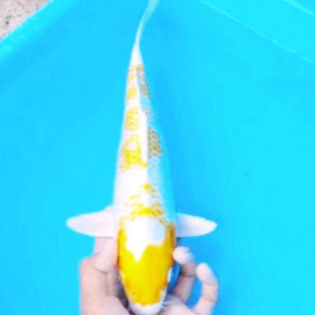 Kuning putih jreeng 32cm
